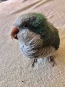 Lost Quaker