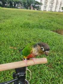 Lost Conure