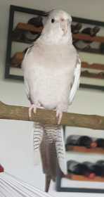 Lost Cockatiel