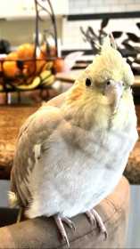 Lost Cockatiel