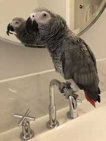 Lost African Grey