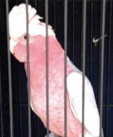 Lost Galah Cockatoo