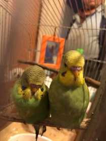 Lost Budgerigar