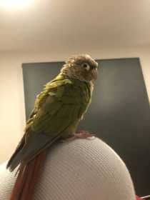 Lost Parakeet