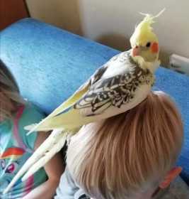 Lost Cockatiel