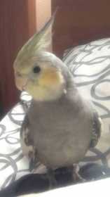 Lost Cockatiel