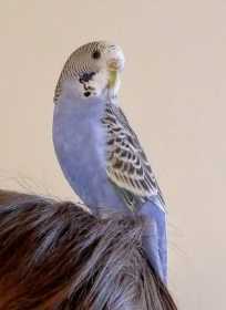 Lost Budgerigar