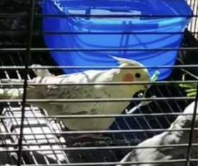 Lost Cockatiel