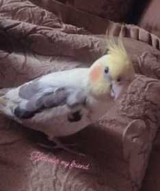 Lost Cockatiel