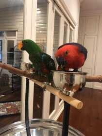 Lost Eclectus