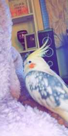Lost Cockatiel