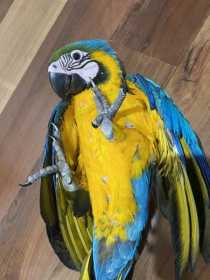 Lost Macaw