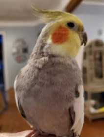 Lost Cockatiel