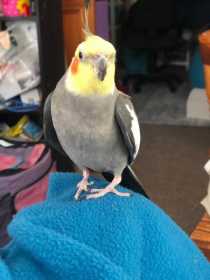 Lost Cockatiel