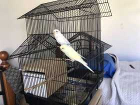 Lost Budgerigar