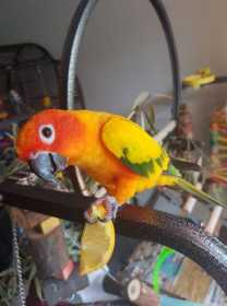 Lost Conure