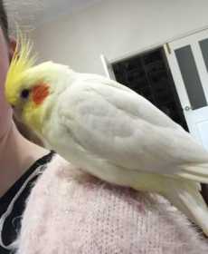 Lost Cockatiel