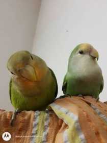 Lost Lovebird