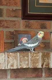 Lost Cockatiel