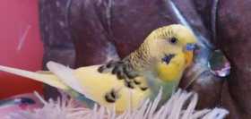Lost Budgerigar