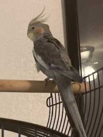Lost Cockatiel