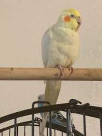 Lost Cockatiel