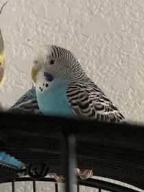 Lost Parakeet