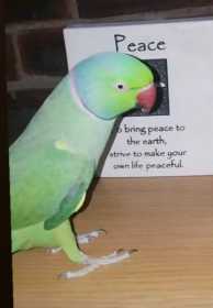 Lost Indian Ringneck Parakeet