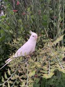 Lost Cockatiel