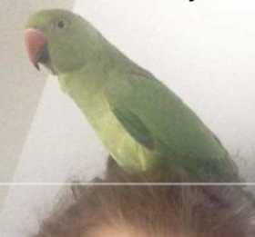 Lost Indian Ringneck Parakeet