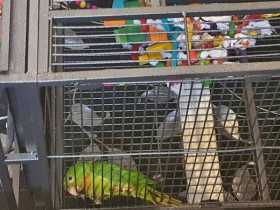 Lost Conure