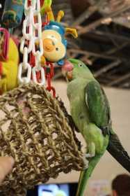 Lost Alexandrine