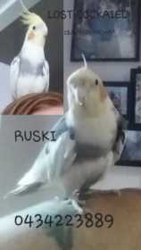 Lost Cockatiel