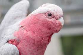 Lost Galah Cockatoo