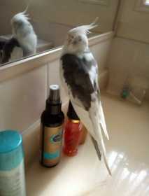 Lost Cockatiel