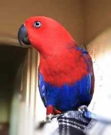 Lost Eclectus