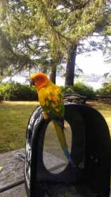 Lost Conure