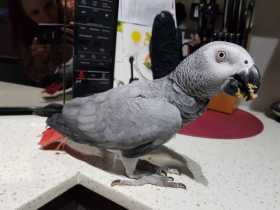 Lost African Grey