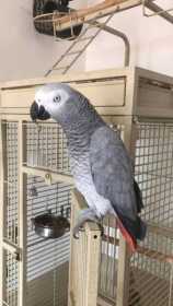 Lost African Grey
