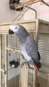 Lost African Grey