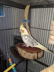 Lost Cockatiel