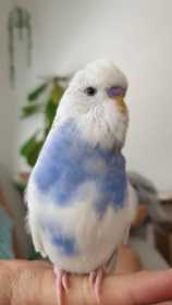 Lost Budgerigar