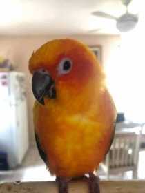 Lost Conure