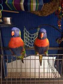 Lost Lory / Lorikeet