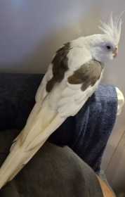 Lost Cockatiel