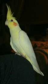 Lost Cockatiel