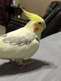 Lost Cockatiel