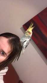 Lost Cockatiel