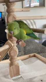 Lost Canary-Winged Parakeet
