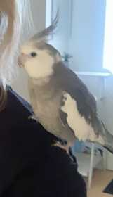 Lost Cockatiel